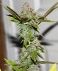 BluePyramid-Day59-Harvest-2.JPG