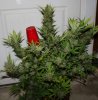 BlueRipper-F2-P5-Harvest-Day65-2.JPG