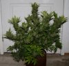 BlueRipper-F2-P5-Harvest-Day65-1.JPG