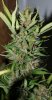 BlueRipper-F2-P5-Harvest-Day65-3.JPG