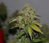 BRxBD-P1-Harvest-Day66-4.JPG