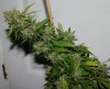 BlueHarley-2gal-P2-Day69-Harvest-3.JPG