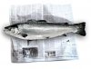 news_fish-1.jpg