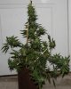 BRxHarlequin-Blue-Harley-F1-Seeds-Day64-1.JPG