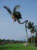 AMAZING COCONUT TREE HAWAI.jpg