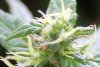 23 - Some Trichomes 4.jpg