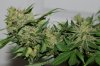 BlueRipper-F2P3-Harvest-Day72-4.JPG