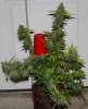 JTR-2g-Harvest-Day70-2.JPG