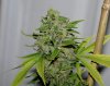 JTR-2g-Harvest-Day70-4.JPG