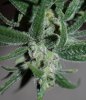 BlueRipper-F2-P5-BX1-Seeds-Day67-5.JPG