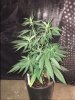 snowcap x hog x train pheno 4#1.JPG