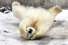 polar bear funny pictures (32).jpg