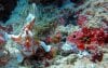 frogfish.JPG