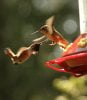 Hummers-2  5-6-14.jpg