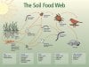 soilfoodweb_usda-nrcs.jpg