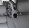 funny-gifs-dog-car-wash.gif