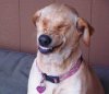 258853-caption-this-smiley-dog-640x470.jpg