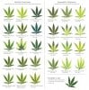 best_cannabis_deficiency_visual_chart-1.jpg