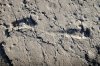 footprints-photographed-at-sunset-at-laetoli-site-s.-credit-raffaello-pellizzon.jpg