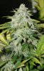 BlueRipperxBlueDream-Day48-1.JPG