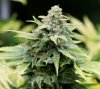 BlueRipperxBlueDream-Day50-1.JPG