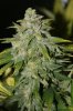 BlueRipperxBlueDream-Day51-1.JPG