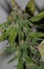 Blue Pyramid-Harvest-Day55-2.JPG