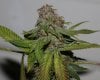 Blue Pyramid-Harvest-Day55-3.JPG