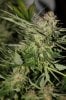 Blue Harley2-Harvest-Day60-5-Seeded.JPG