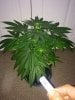 Querkle8day15_3650.jpg