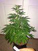 Querkle10day15_3654.jpg