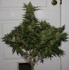 BlueRipper-F2-P3-Day64-Harvest-1.JPG