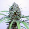 luvbud-closeup.jpg