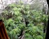 QB Tent after defoliation pic2 -5-26-2017.jpg