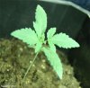 bagseed19mar09.jpg