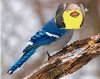 bird is the word.jpg