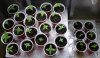 Seedlings-6-4-2017.JPG