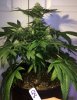 Querkle8day30_3909.jpg