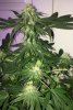 Querkle8day30_3912.jpg