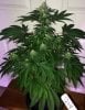 Querkle14day30_3936.jpg