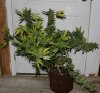 Blue Pyramid-Harvest-Day55-1.JPG