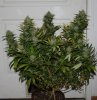 BRxBD-P1-Harvest-Day55-1.JPG