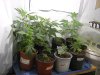 5th grow 3-20-09.jpg