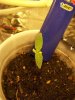 sprout_A_001.jpg