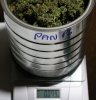 Panama-P6-Day70-WeighIn-Buds-1.JPG