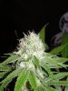 jacked-up pheno 2 day 35 (6).JPG