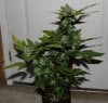 BluePyamid-P1-Day48-Harvest-COBs-1.JPG