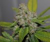 BluePyamid-P1-Day48-Harvest-COBs-3.JPG