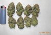 OG18HarvestTrimmed buds01.jpg