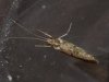 caddisfly1.jpg